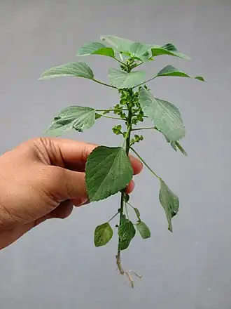 Description de l'image (Arya) Acalypha indica Pilangsari 2019 0.jpg.
