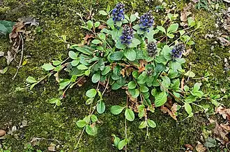 Description de cette image, également commentée ci-après