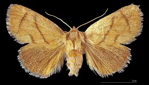 ♂   MHNT
