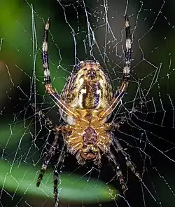 Une femelle (vue ventrale).