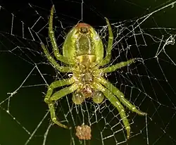 Tache rouge au revers de l'abdomen et atributs du mâle.
