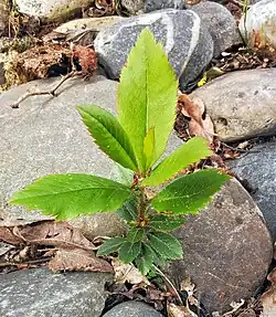 Jeune plant de deux ans.