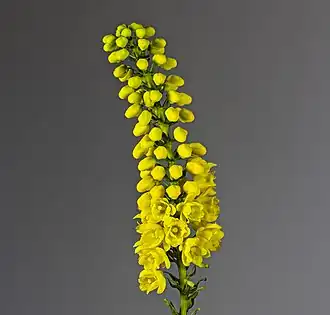 Inflorescence.
