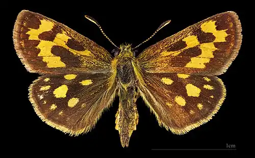 ♀