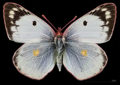 Colias hyale ♀ MHNT