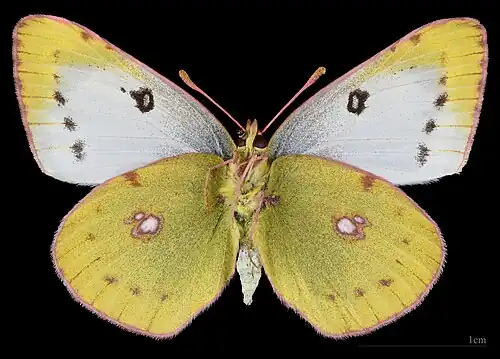 Colias hyale ♀ △ MHNT