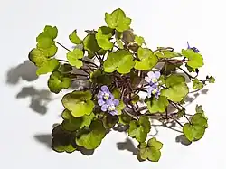 Aspect général de la plante