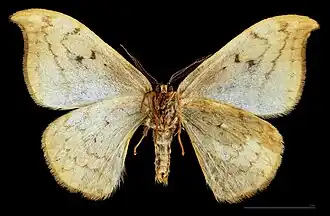 ♂  △