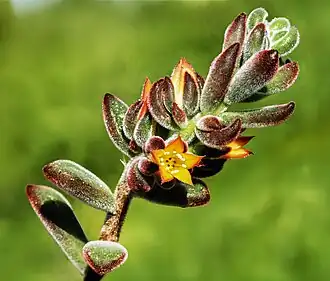 Echeveria cv. 'Pulv Oliver'  - Inflorescence