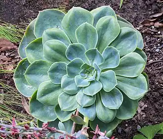 Echeveria secunda.