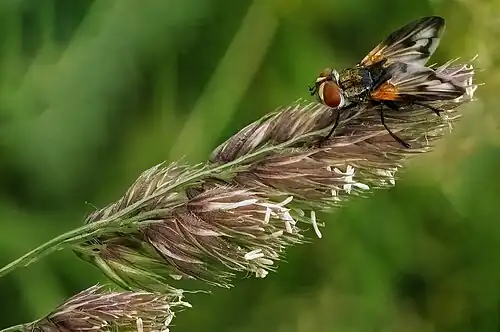 Ectophasia crassipennis mâle sur  Dactylis glomerata