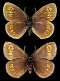 Erebia alberganus  ♂
