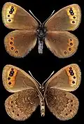 Erebia triarius♂