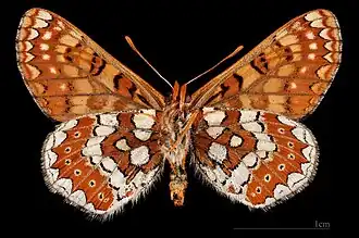 Euphydryas aurinia beckeri ♂  △MHNT