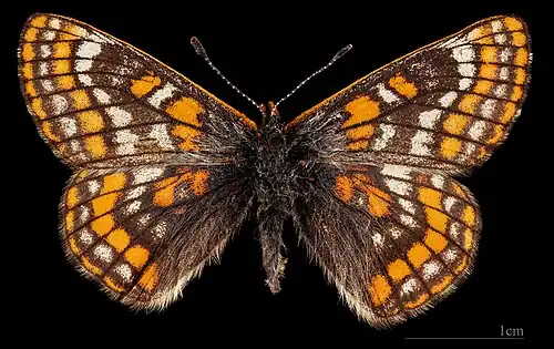 Euphydryas iduna  ♀  MHNT