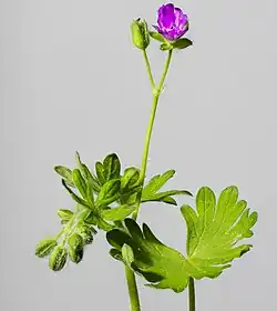 Geranium molle
