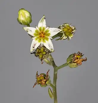 Bouton, fleur, et fruit.