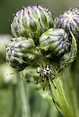 Description de l'image (MHNT) Heterotheridion nigrovariegatum on Cirsium palustre.jpg.