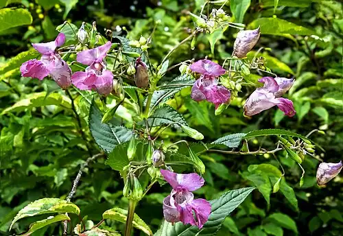 Balsamine de l'Himalaya(Impatiens glandulifera)  inflorescences