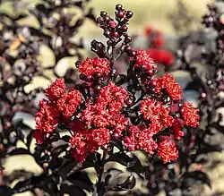 Inflorescence 'Crimson Red Black Diamond' Jardin des Martels.