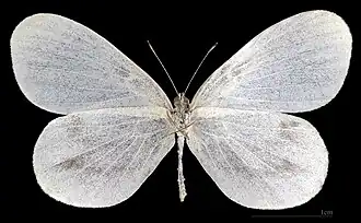 Leptidea sinapis  ♀ △ MHNT