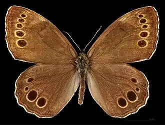 Lopinga achine ♂  MHNT