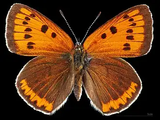 Lycaena dispar  ♀