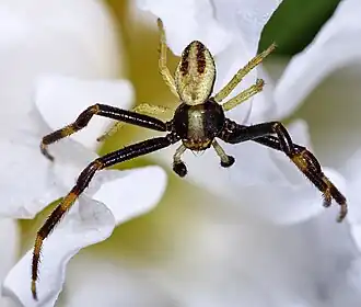 Le mâle, beaucoup plus petit