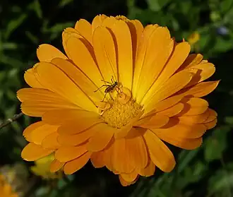 Nymphe sur Calendula officinalis.