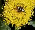 Oxyopes lineatus sur Santolina chamaecyparissus