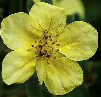 Philodromus cespitum sur  Dasiphora fruticosa