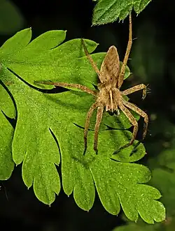 Pisaura mirabilis Femelle