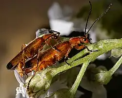 S'accouplant sur Viburnum tinus.