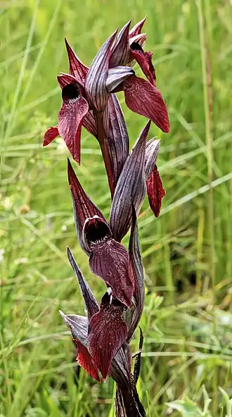 Description de cette image, également commentée ci-après