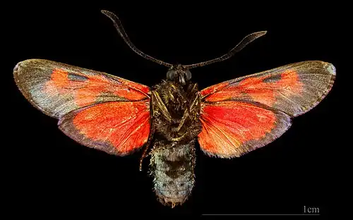 ♂  △