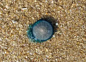 Porpita porpita (Anthoathecata)