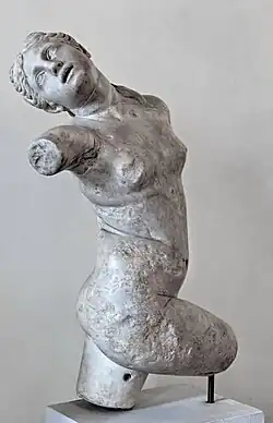 Hermaphrodite