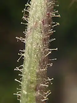 Tige avec poils à crochets