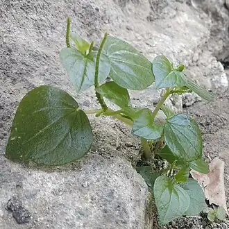 Description de l'image (arya) Peperomia pellucida (suruhan) in Pilangsari 2019 4.jpg.