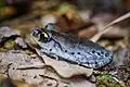 Probablement Leptobrachium smithi.