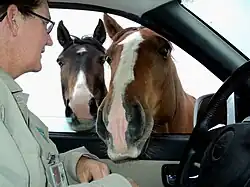 Deux chevaux passent la tête par la voiture d'une voiture, conduite par une femme.