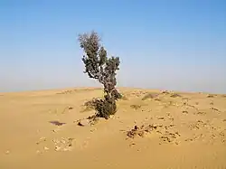 Arbre solitaire dans un désert