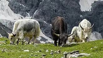 Bos mutus (yak « sauvage »)