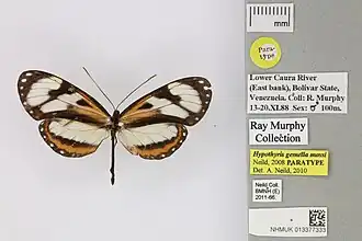 Description de l'image 013377333 Hypothyris gemella mossi Neild 2008 PT.jpg.