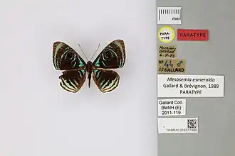 Description de l'image 013377489 Mesosemia esmeralda Gallard & Brevignon 1989 PT.jpg.