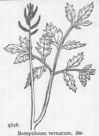 Description de l'image 016 Sceptridium ternatum (Botrychium ternatum) fuyunohanawarabi.jpg.