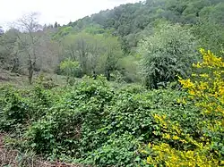 Paysage végétal aux alentours de la chapelle Saint-Cado.