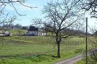 Vignes à Branceilles.