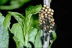 Éclosion des œufs quelques semaines plus tard en fonction de la température et de la météo en général.