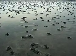 Plage habitée par des arénicoles